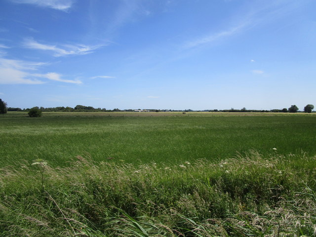 Barley field off Mill Lane, Walpole Highway