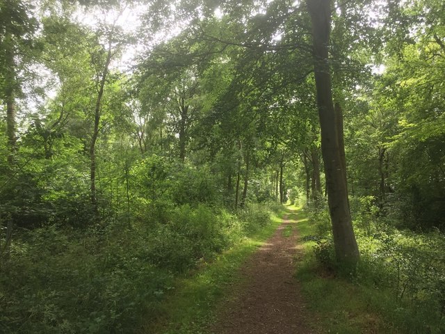 Path, Walk Plantation © Richard Webb cc-by-sa/2.0 :: Geograph Britain ...