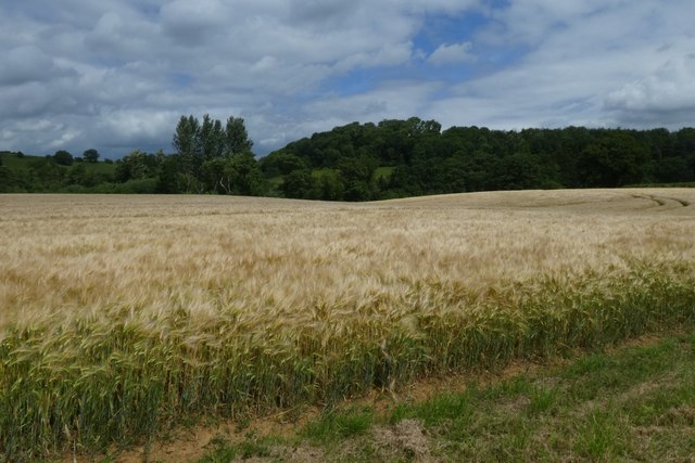 Barley fields near Church Farm © DS Pugh :: Geograph Britain and Ireland