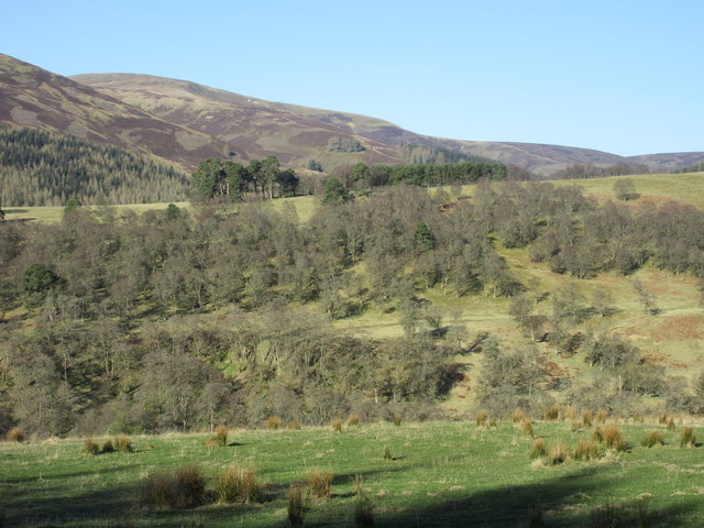 Wooded hillside across Glen Cally