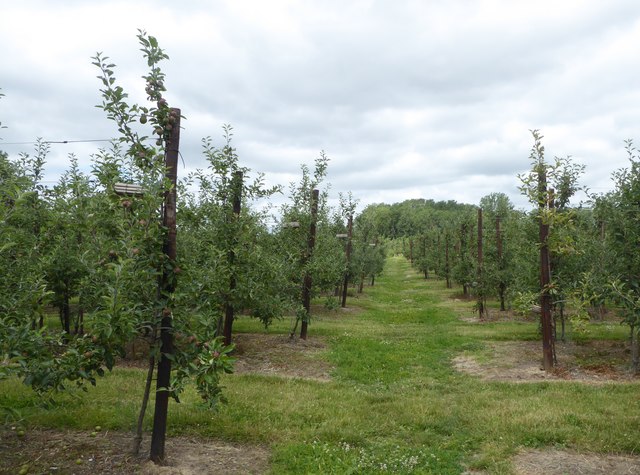 Footpath through orchards, Egerton