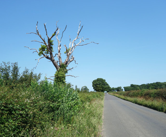 Poor Old Tree, Minster Riding