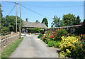 Flowers down the lane