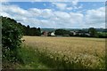 Barley near Langton Crossroads