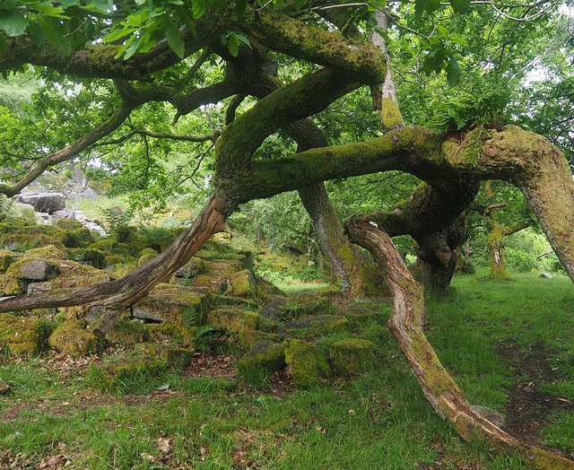 Gnarled oak tree