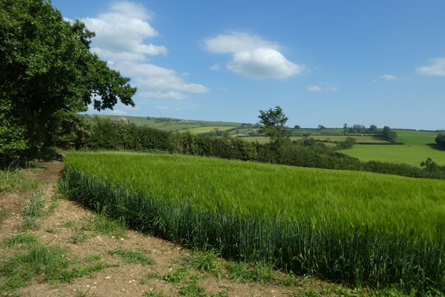 Barley beside Leppington Lane