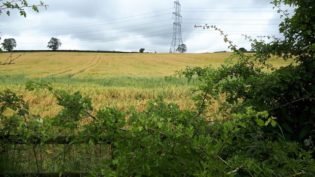 Pylon lines over the barley near Templtonburn