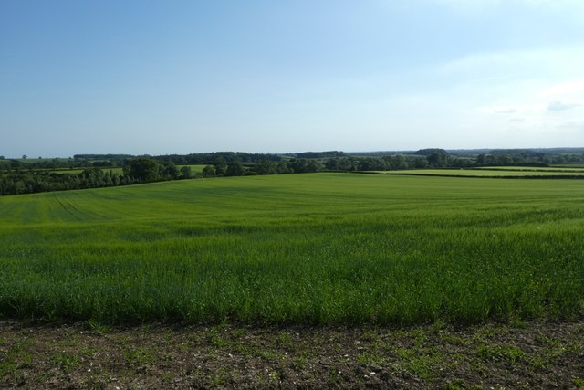 Field near Leppington