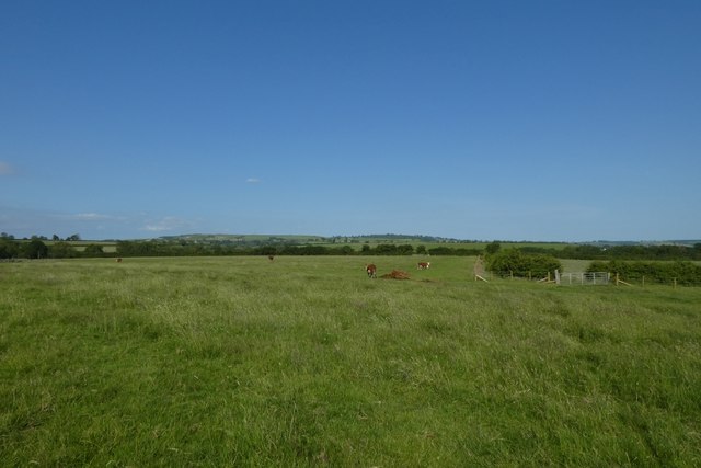 Cattle near Scrayingham Grange