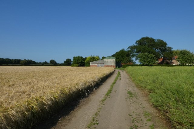 Barley near Lime Field Farm