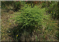 Bushy roadside plant, Livermead