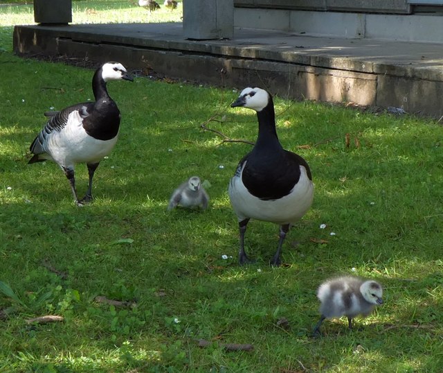 Barnacle geese and goslings