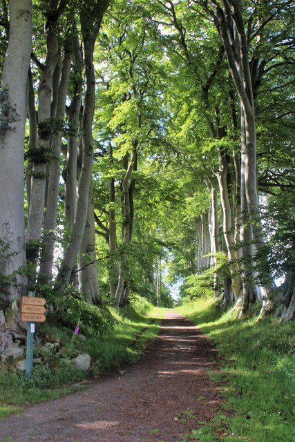 Birch Tree Walk