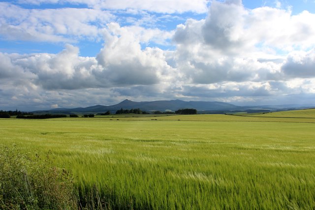 Barley Fields before Bennachie