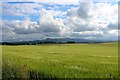 Barley Fields before Bennachie