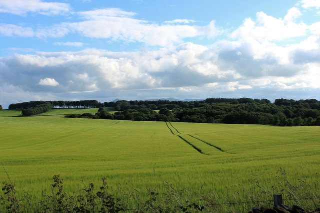 Barley by Kingshill Wood