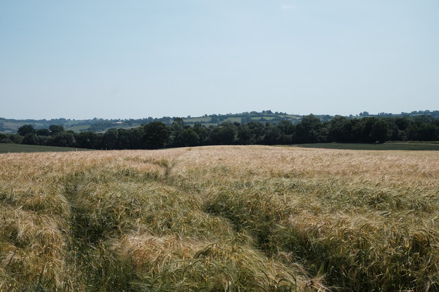 Wheat fields at Linley Green