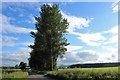 Trees by the Mill