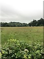 Grassland on the edge of Avonwick