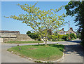 Tree on a traffic island, Lower Bourton