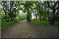 Woodland path off Blundell Avenue