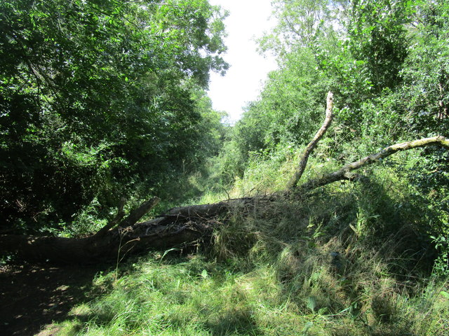 Fallen tree on the bridleway to Denford
