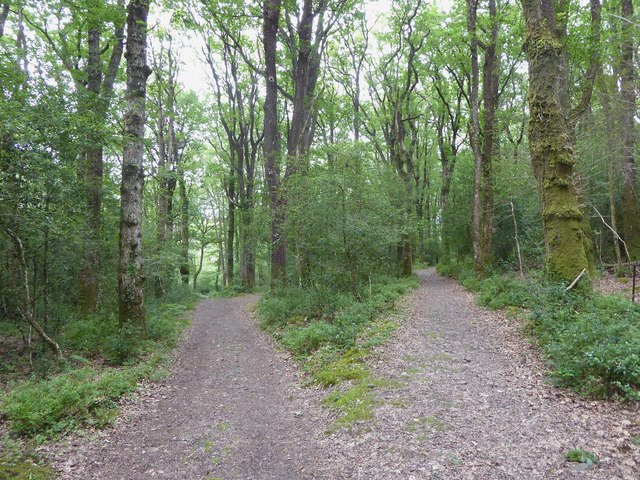 Paths in Yarner Wood