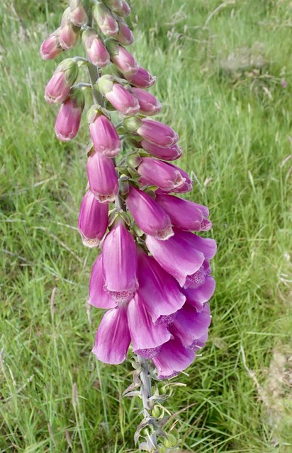 Foxglove (Digitalis) on the edge of a forestry road
