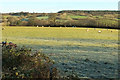 Sheep near Leigh Barton