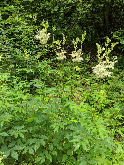 And now, the Meadowsweet