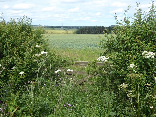 Wheat field near Stelling Farm