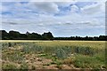 Little Waldingham, Lavenham Road: Cereal crop