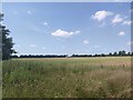 Field near to Little Marlow