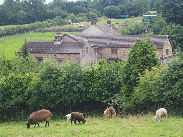 Sheep grazing at Mount Pleasant Farm