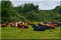 Bishop Sutton : Grassy Field & Cows