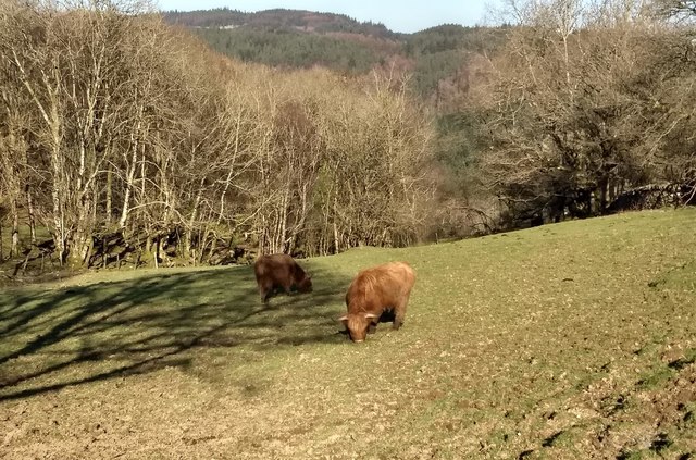Peaceful Highland cows