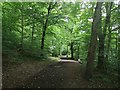 Path in Twelve Acre Wood