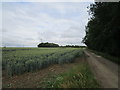 Wheat field and road to High Dyke Farm