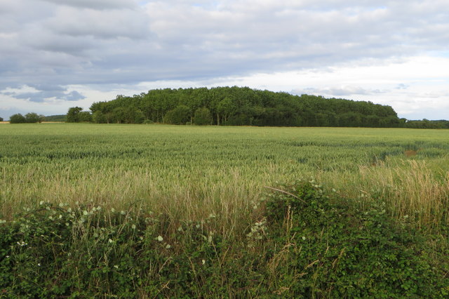 Woodland over the wheat © Philip Jeffrey cc-by-sa/2.0 :: Geograph ...