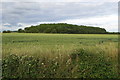 Woodland over the wheat