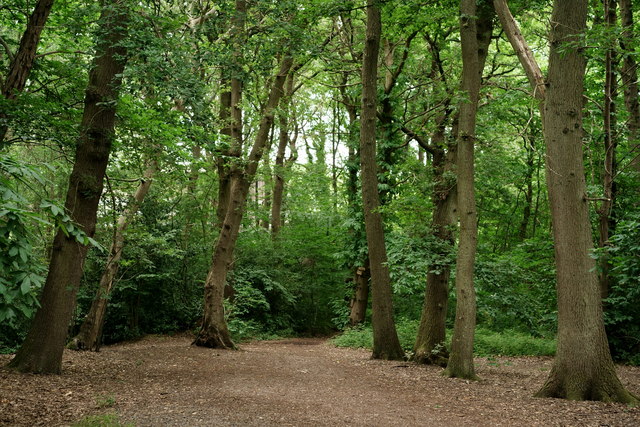 Littleheath Wood © Peter Trimming cc-by-sa/2.0 :: Geograph Britain and ...