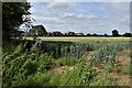 Great Waldingfield: Over a cornfield to a large new housing estate