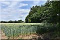 Great Waldingfield: Cornfield under threat from creeping housing development