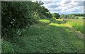 Bridleway towards Woodley