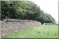 Dry stone wall by line of trees