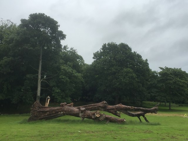 Fallen tree, Inch Park