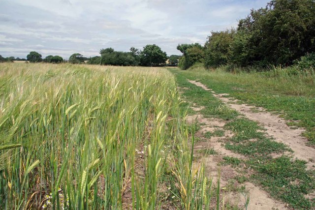 Essex Way and Ripening Barley