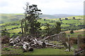 Fallen trees next to hillside fence