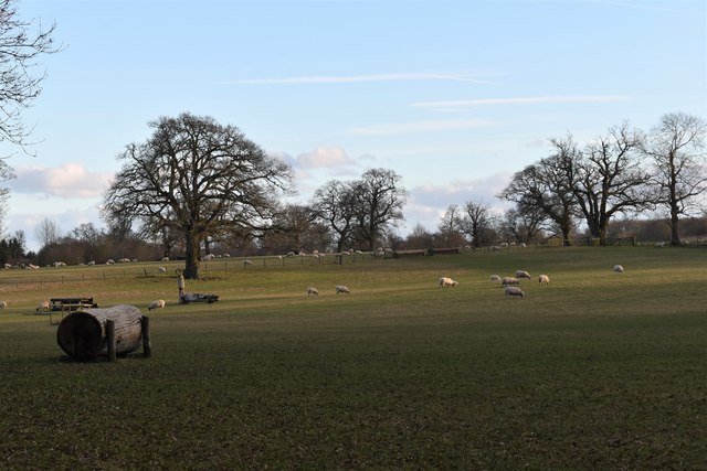 Sheep grazing in parkland at Hall Place