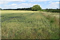 Hedge line along the stream